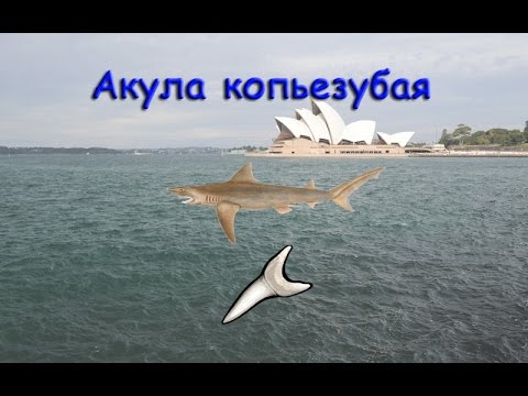 Русская Рыбалка 3.99 Акула копьезубая