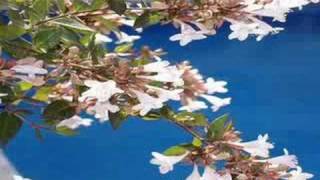 che pykasumi (Joan Manuel Serrat)