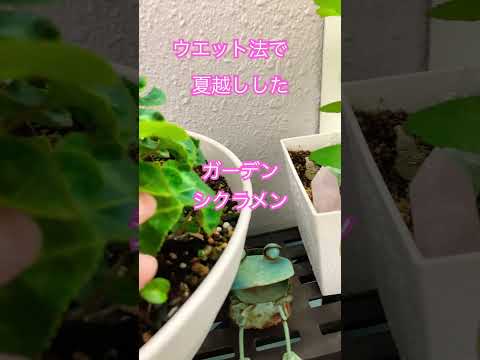 屋外の多年生シクラメンを植えて維持し、オープンスペースを強化するにはどうすればよいですか?  庭園