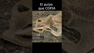 El pulpo que COPIA