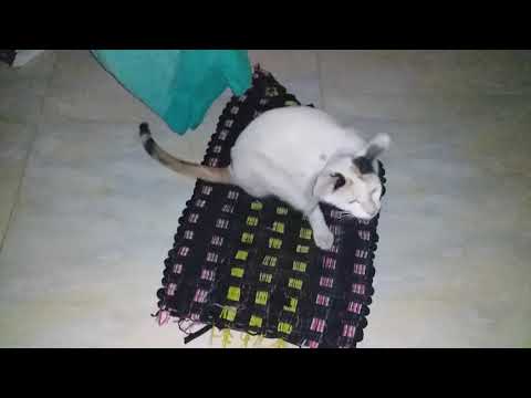 OMG😨😨😱😱MOST SUSPICIOUS CAT . WHAT SHE DOING UNDER MY BED😨😨.