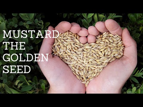 Mustard the Golden Seed: Unveiling the Origins of Mustard