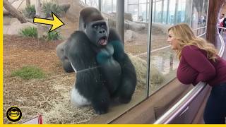 Download lagu 🤣👉 Momentos GRACIOSOS y DIVERTIDOS de GORILAS que demuestran lo HUMANOS que somos.. mp3 Download lagu 🤣👉 Momentos GRACIOSOS y DIVERTIDOS de GORILAS que demuestran lo HUMANOS que somos.. mp3