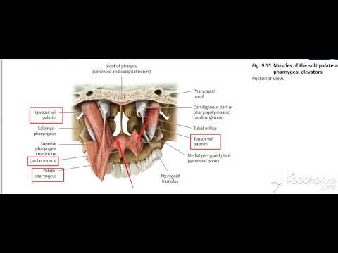 Palatoglossus muscle 2
