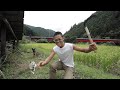 How Rice Is Harvested With No Machines 100 Hand Tools
