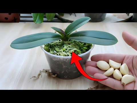 Revive orchids with just garlic & honey—bursting roots and.