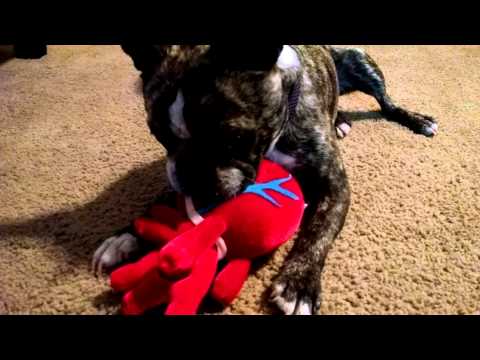 Hero the Boston terrier eating heart of his enemy