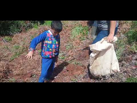 Trabajo en el campo Buenos Aires Puntarenas pura vida 🇨🇷🇨🇷🇨🇷