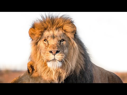 The Brutal Battle for the Lion Pride (Animal Documentary)