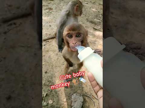 cute baby monkey #shorts #video #7k#views