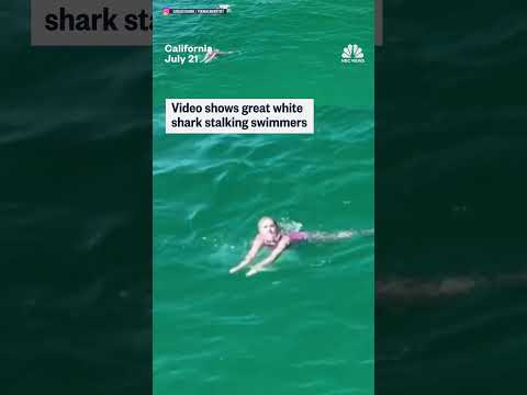 Video shows great white shark stalking swimmers