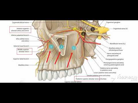 Maxillary nerve branches 2