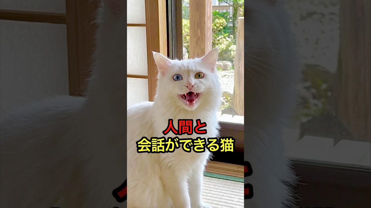 会話ができる元野良猫 #shorts