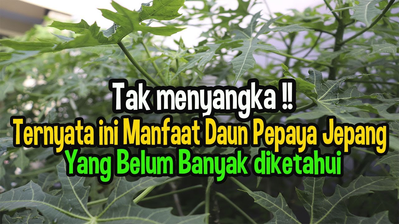 Putar video Efek Samping Daun Pepaya Jepang Efek Samping Daun Pepaya Jepang