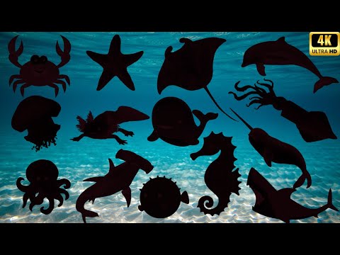 Guess the Shadow of Sea Animals Quiz! 🌊 Fun Learning Ocean Animal Videos for Kids | Educational Game