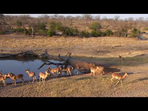 Djuma: Impala bachelor herd and Nyala bull- 16:31 - 09/04/18