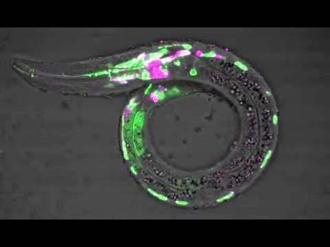 Visualization of RNA processing patterns of an insulin receptor gene in C. elegans