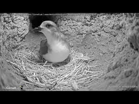 Bermuda Cahow Returns To Nesting Burrow On Nonsuch Island, Awaits Mate – January 6, 2023