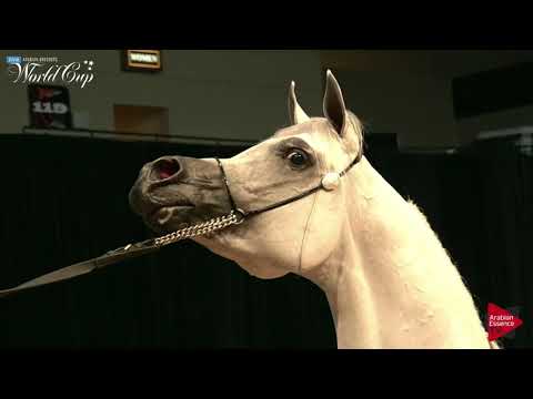 N.187 EQUIBORN K.A. - LAS VEGAS 2019 - Arabian World Cup Senior Breeding Stallions (Class 125).mp4