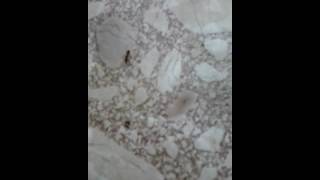 Boogety Boogety ,boys let's go racing