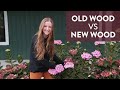 What is the Difference Between Old Wood and New Wood?