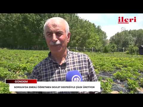 Sorgun’da emekli öğretmen devlet desteğiyle çilek üretiyor | İleri Gazetesi