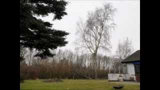 preview picture of video 'Bye Bye Birch Tree'