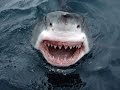 Мегалодон вымерший вид акул 