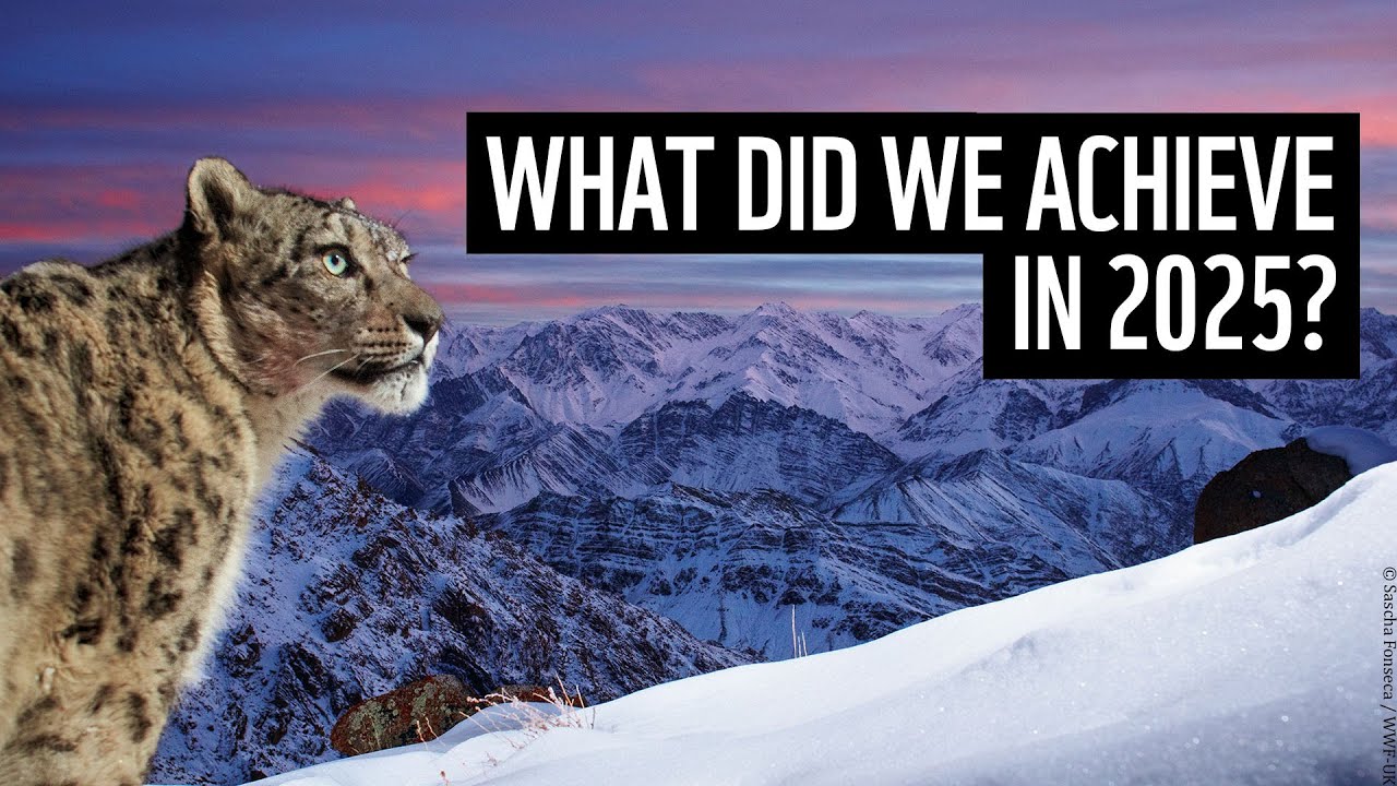 How you helped make a difference in 2025 | WWF