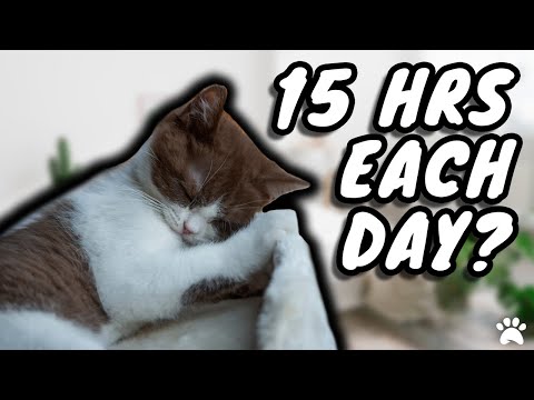How Long Do British Shorthair Cats Sleep For?