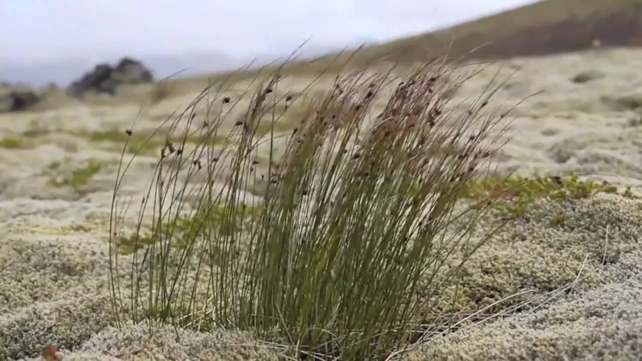 Want you in my soul - Lovebirds