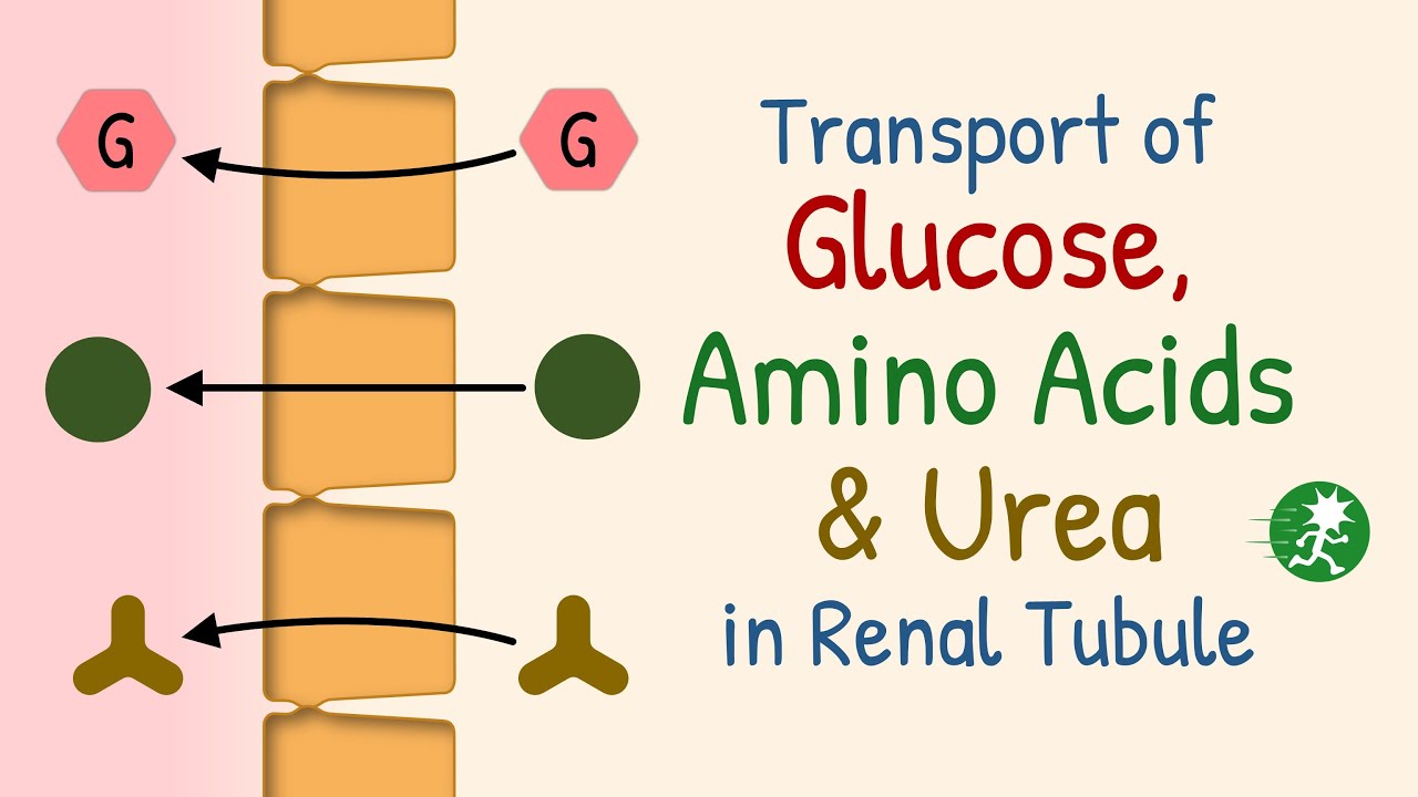 Transport of Glucose, Amino Acids and Urea in Renal Tubule | Transport Maximum, Renal Threshold