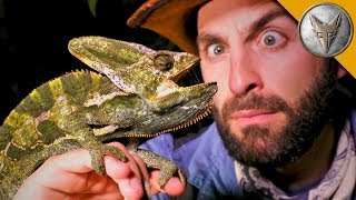 Night of the LIZARDS!