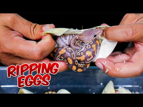Ripping Snake Eggs! Let’s see If This Works!
