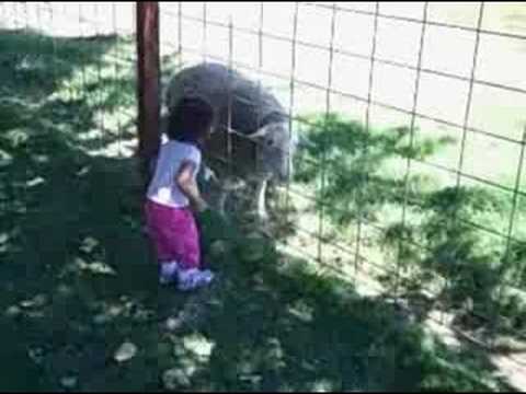 Nairi Armenian Baby Animals