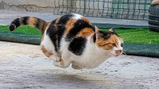 This Is the Funniest Cat You’ll See Today 😂 30 Minutes of Laugh MQDEFAULT Thumbnail