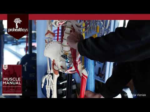 Psoas Muscle Manual Dr Vizniak