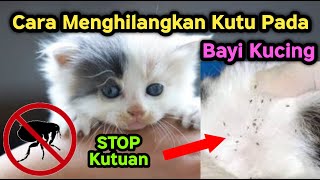 Download lagu How to Get Rid of Fleas on Kittens mp3