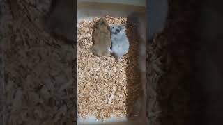 Download lagu Hamster breeding 🧐 agouti golden brown X silver grey agout #happykeeping😇#SPG❌ mp3