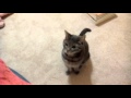 Cute Grey Tabby Cat Purring So Loud