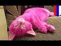 Кошка, перекрашенная хозяйкой в розовый цвет, умерла 