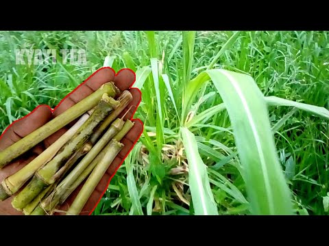 Goba Abassezi Ewaka ne Mukubo Eddagala Lirino Olumuli