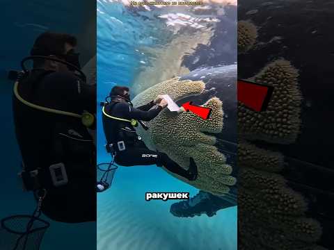 Почему с китов не снимают ракушек? 🐋