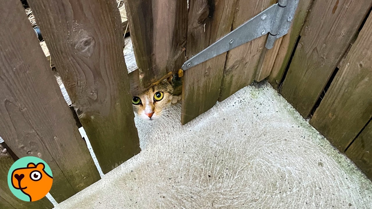 Man Takes In Scared Stray Cat. Then Comes A Huge Surprise | Cuddle Buddies