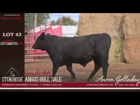 Lot 43: Stokrose Cattlemaster 647L