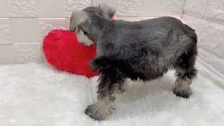 ミニチュアシュナウザーの動画01