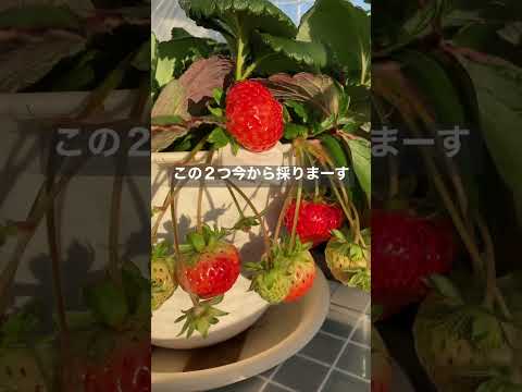 イチゴを移植する時期と方法は？収穫を最適化する移植システム  庭園