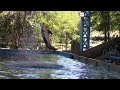 Pacific White Sided Dolphin Front Flip Training At SeaWorld San Antonio 8 25 18