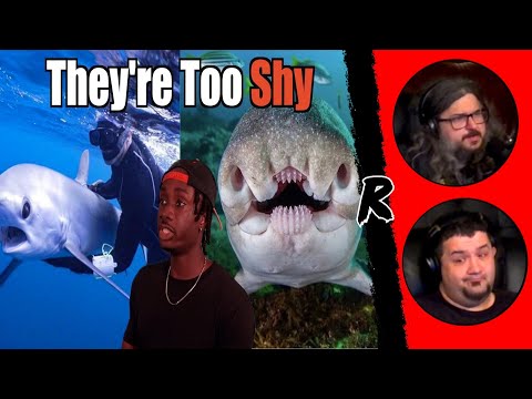 Why You Never Look This Shark in the Eyes - @mndiaye_97 | RENEGADES REACT