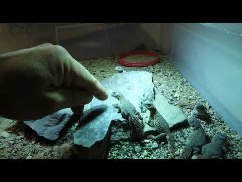 Monsters from hell eating human alive ! :D